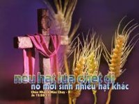 Bài Chia sẻ Tin Mừng Chúa Nhật V Mùa Chay Năm B - Lm An-tôn Nguyễn Văn Độ 