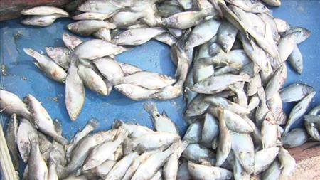 Thông Báo Về Tình Trạng Cá Chết Bất Thường Tại Miền Trung Việt Nam 